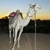 camel_bank_west_lux_v_0019_egy3101.jpg